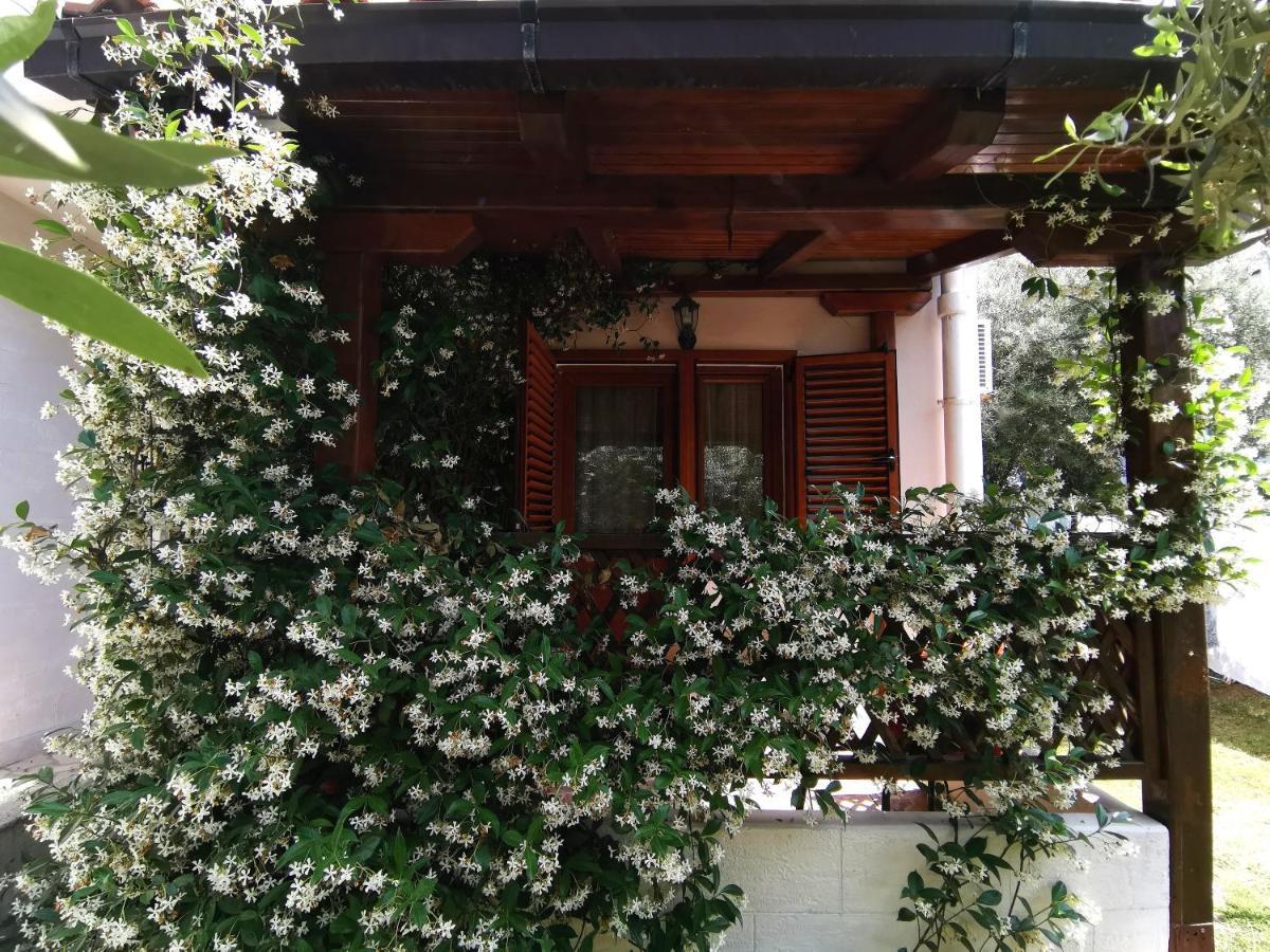 Apartments Maris Garden Petrovac Dış mekan fotoğraf